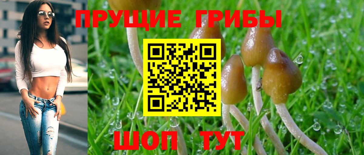 Богородск  Псилоцибиновые грибы Magic Shrooms  Вход с VPN 